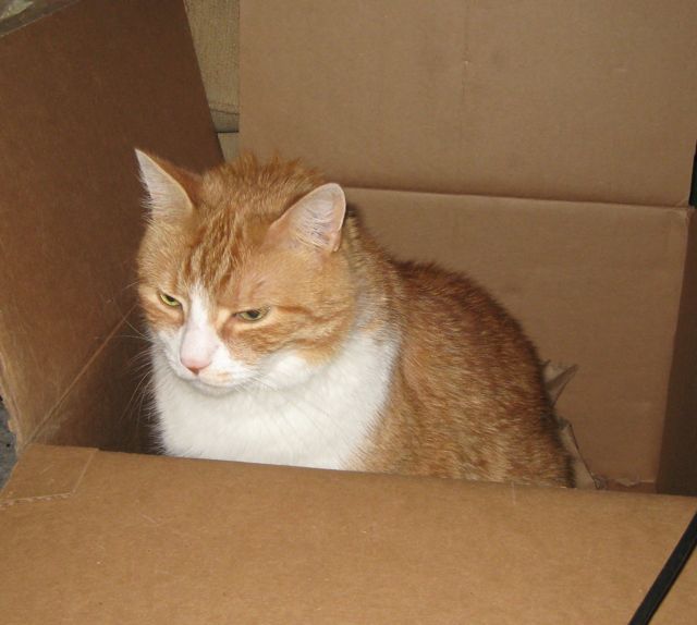 http://gracecunningham.files.wordpress.com/2010/07/cat-in-the-box-gvc.jpg