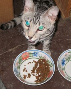 Grey cat licking his lips at a food bowl